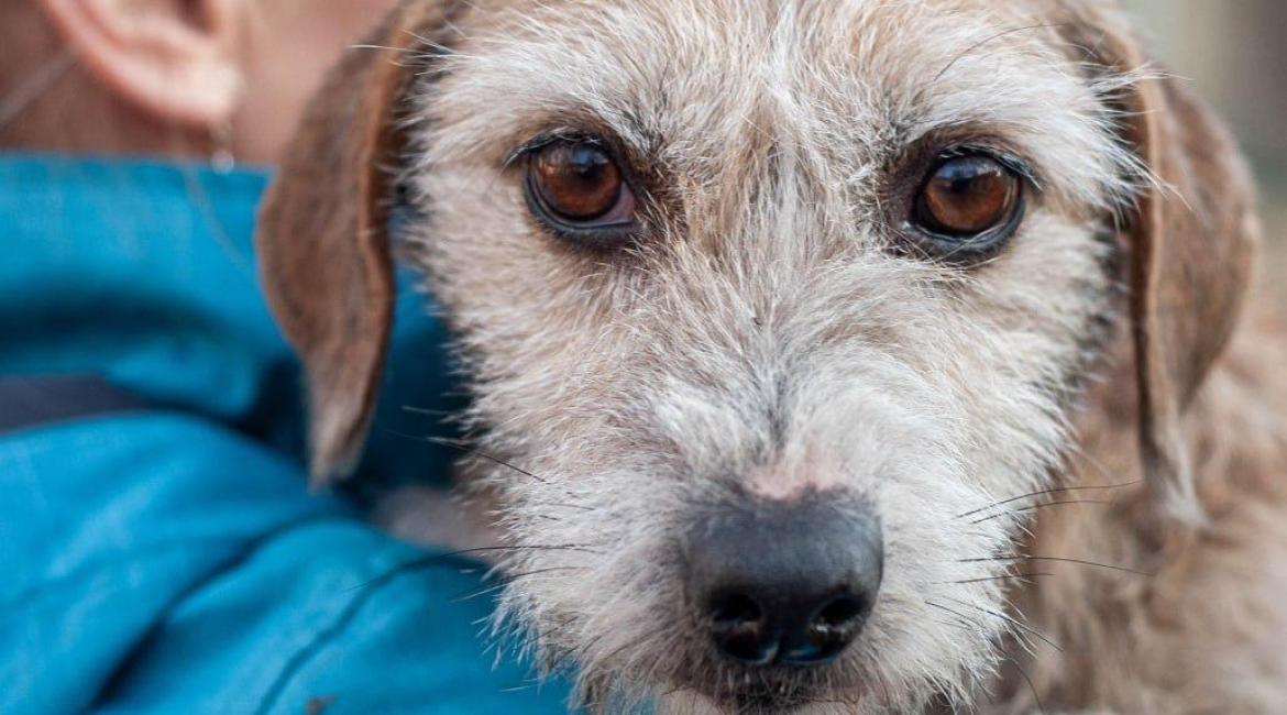 Chiens à adopter